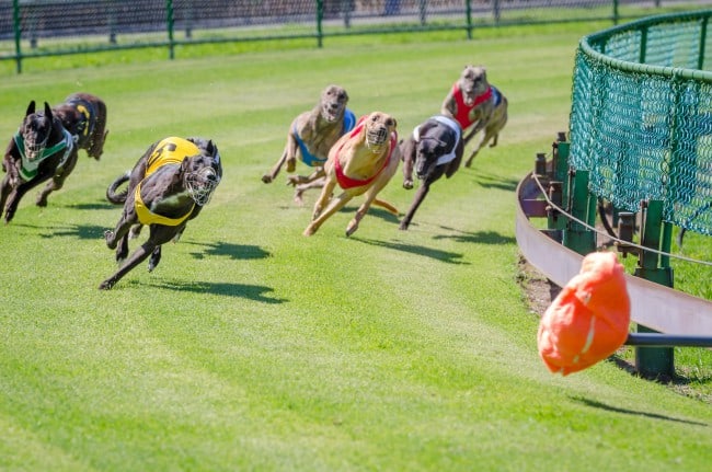 If you know how to read a greyhound racing program, you can increase your chances of a big payout.