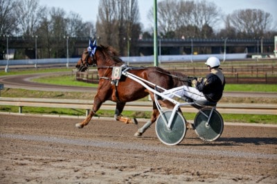 If you understand how to read a harness racing program, you can place smarter bets.